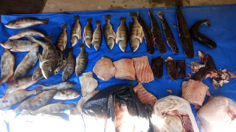 Mais de 80 quilos de pescado irregular são apreendidos em ação conjunta