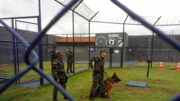Uso de cães para reforçar segurança penitenciária é regulamentado