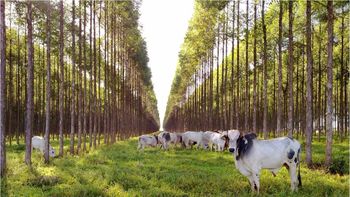 Expoagro traz inovações e tendência em 10ª etapa da RedeAgro