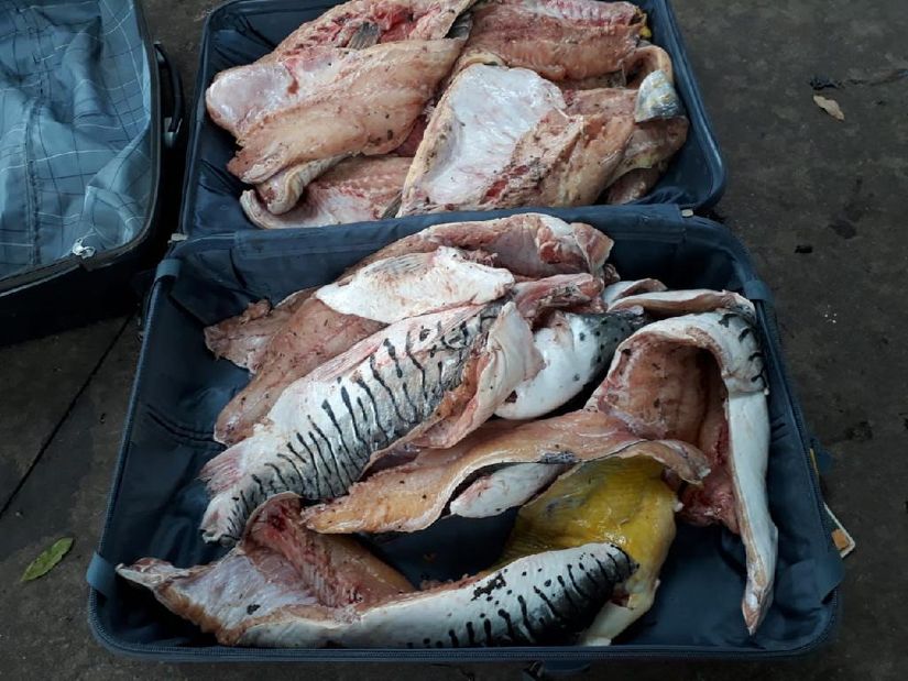 Sema apreende 256 quilos de pescado ilegal em linha de ônibus