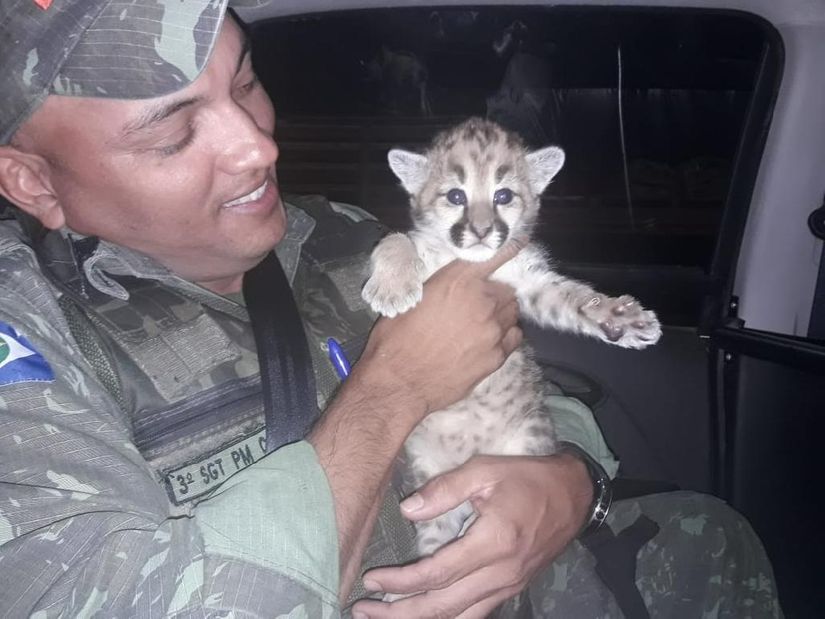 Batalhão Ambiental resgata 1.050 animais silvestres; 344 voltaram para a natureza
