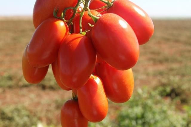 Novo tomate desenvolvido pode conter três vezes mais licopeno
