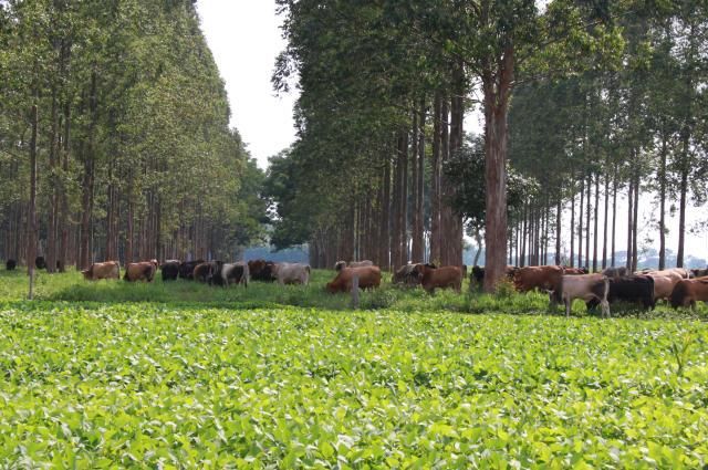 Desmatamento teve redução de 87,4% nos últimos 15 anos em Mato Grosso