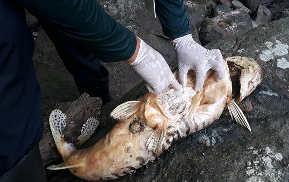Análise de peixes mortos descarta envenenamento e aponta responsabilidade de Usina Hidrelétrica
