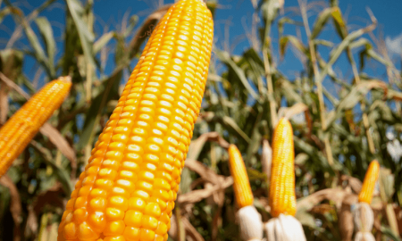 Produção de combustível pode ser destino para excesso de milho