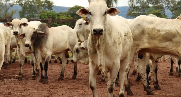 Nelore na Brasa terá 3 toneladas de carne em 20 estações