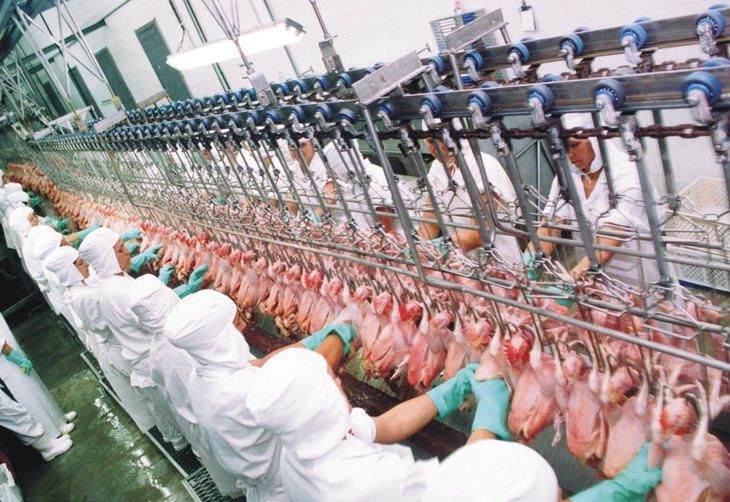Ministério da Agricultura é autorizado a contratar 300 médicos veterinários concursados