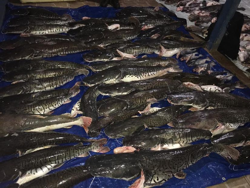 Ação conjunta apreende mais de 700 kg de pescado ilegal