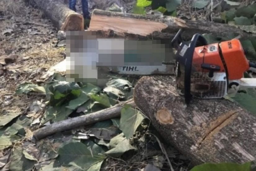 Trabalhador é atingido por tronco de arvore e morre em MT 