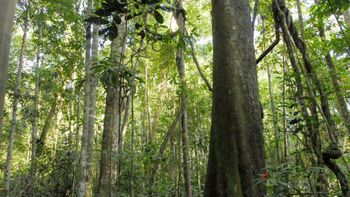 MT apresenta a franceses ações para o desenvolvimento sustentável