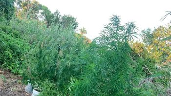 Com auxílio de drone, PM localiza plantação de maconha em chácara