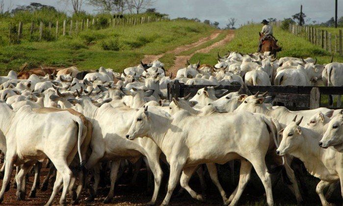 Concorrentes tentam ganhar espaço da JBS em Mato Grosso 