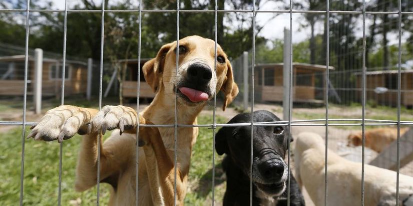 Rondonópolis terá castração gratuita de cães e gatos em Centro