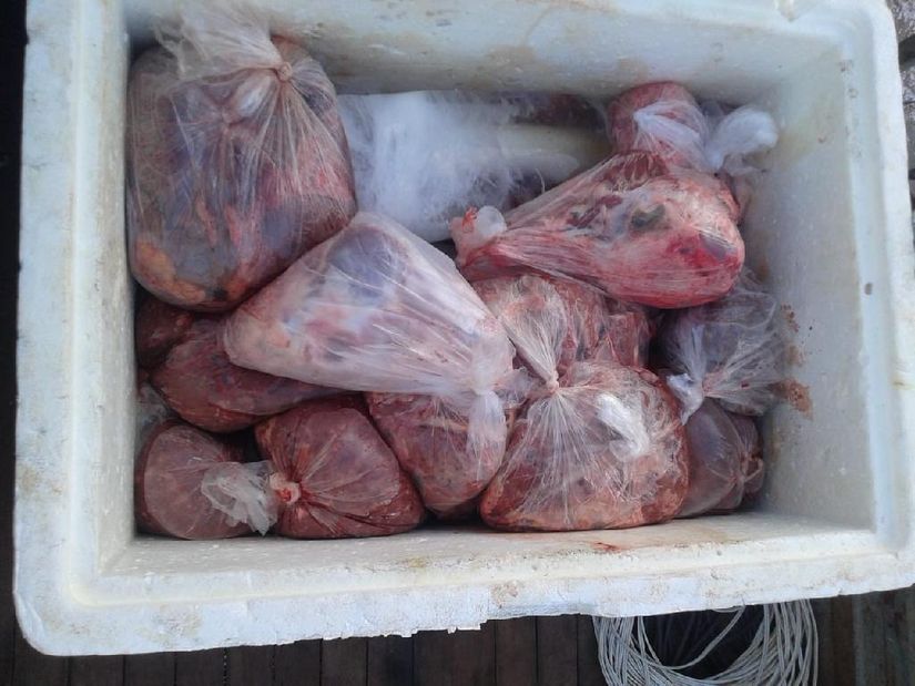 Suspeitos são flagrados com mais de 30 kg de carne de animais silvestres