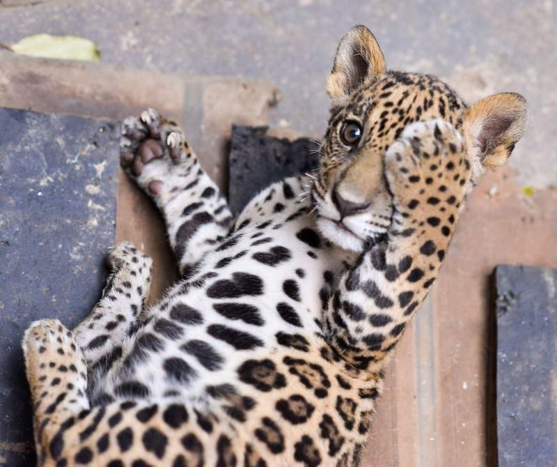Parcerias fortalecem conservação da fauna silvestre