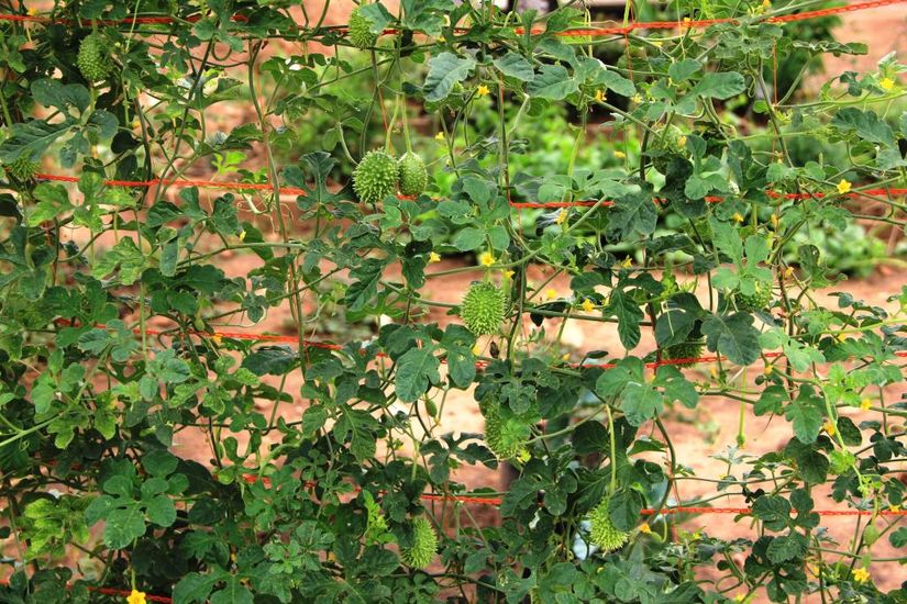 Produtos colhidos pela Empaer no Espaço da Família Rural são destinados a entidades filantrópicas