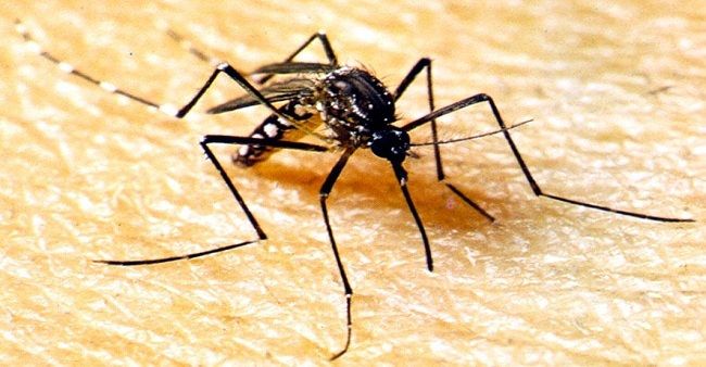Mato Grosso tem mais de 49 mil casos registrados de dengue e zika