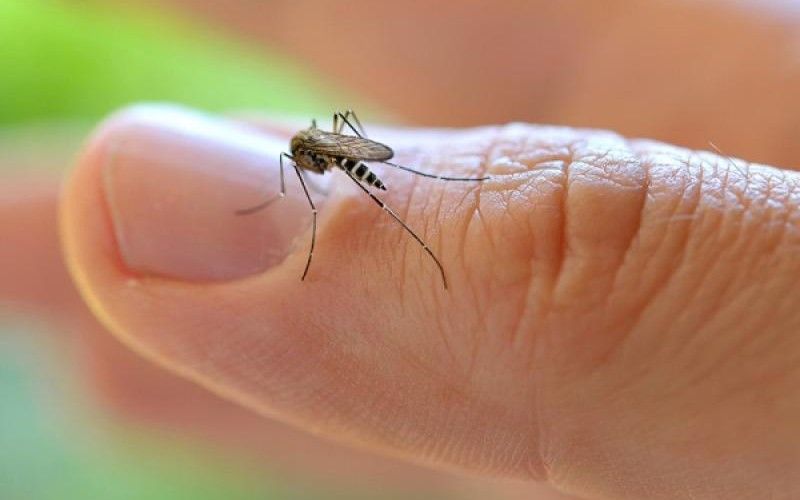 Dia D de combate ao mosquito Aedes será neste sábado 