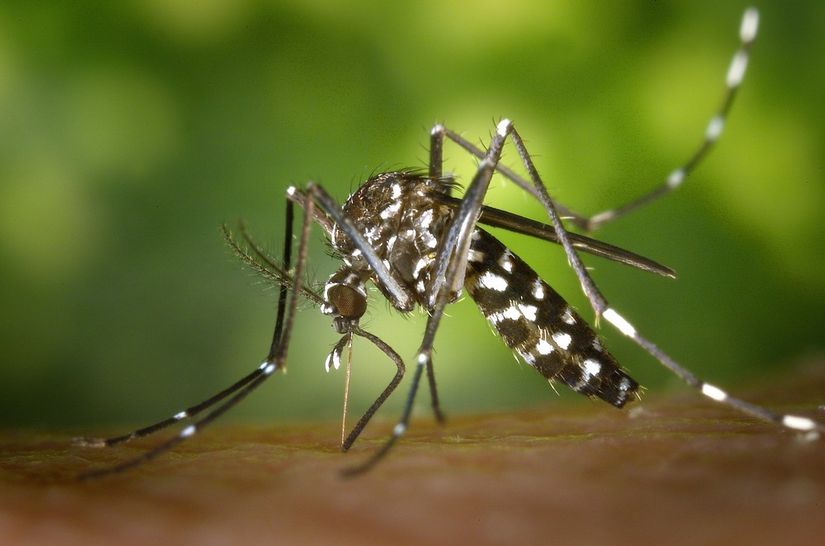 Número de casos de febre chikungunya aumenta em Mato Grosso