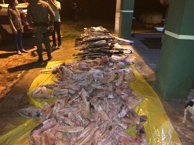 Fiscalização apreende cerca de 840 kg de pescado irregular em peixaria de Rondonópolis
