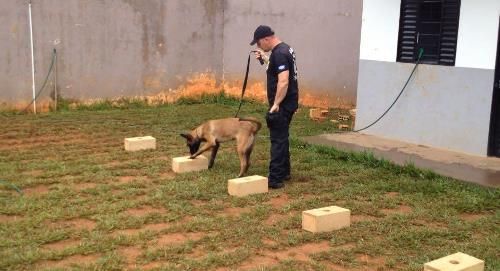 Mato Grosso realiza primeiro curso de cinotecnia no Sistema Penitenciário