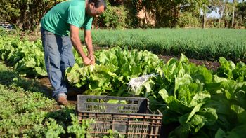 Proposta cria política de estímulo à produção de alimentos sem agrotóxicos