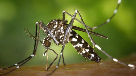 Casos de chikungunya no Mato Grosso aumentam 3,5 vezes este ano