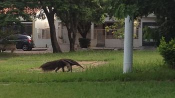 Tamanduá-bandeira é visto 'passeando' por praça de Rondonópolis