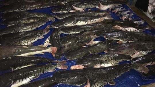Ação conjunta apreende mais de 700 kg de pescado ilegal