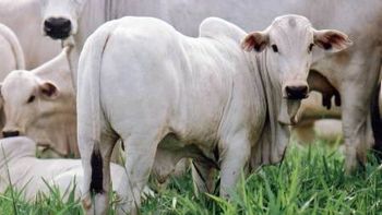 Pecuaristas se mobilizam para reduzir dependência da JBS