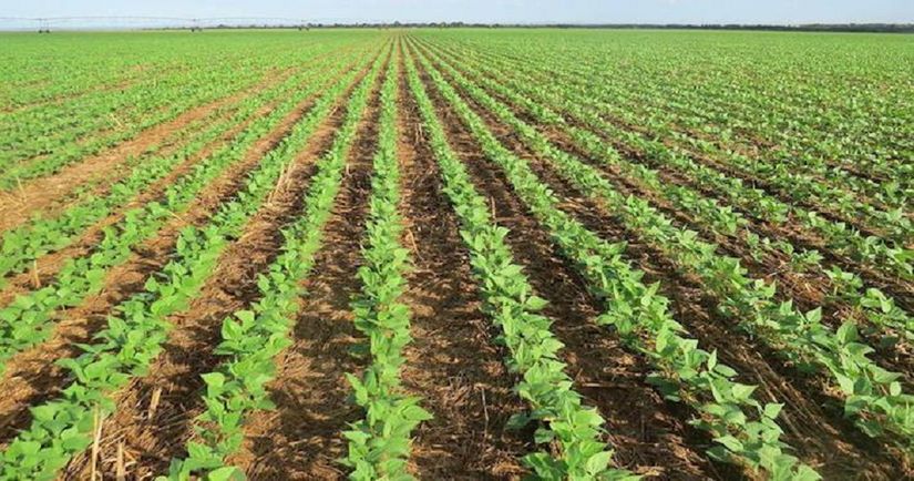 Dia de campo aborda o cultivo do feijão irrigado em Mato Grosso