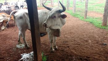 Polícia Civil recupera 150 cabeças de gado furtadas em propriedade rural