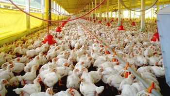 Prazo para registro veterinário de granja de aves termina no dia 3 de março