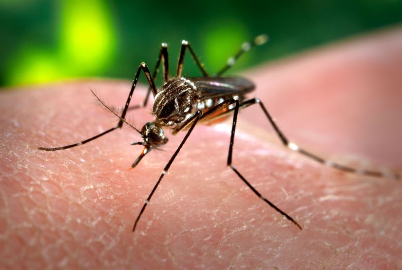 Mato Grosso registra 36 casos de dengue nas duas primeiras semanas de 2017