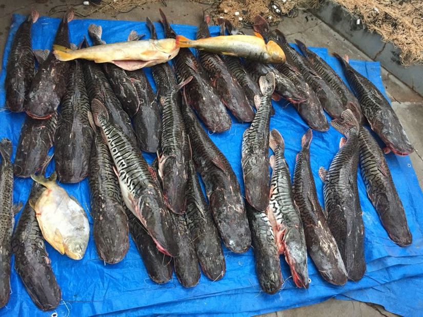 Polícia apreende cerca de 230 kg de pescado irregular em residência do Dona Fiúca