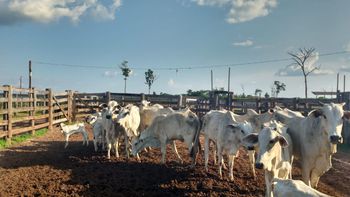  Polícias Civil e Militar recuperam 48 cabeças de gado e prendem receptadores em Santa Terezinha