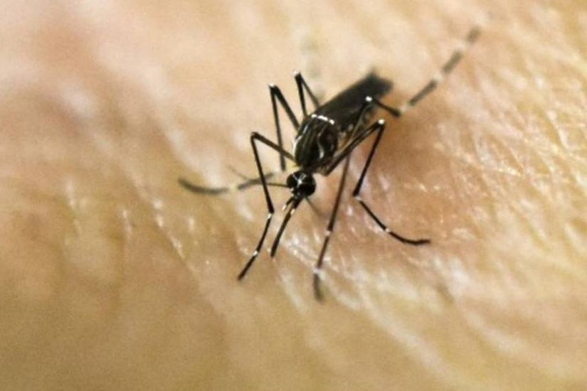 MT lidera em casos de transmissão de febre chikungunya no país