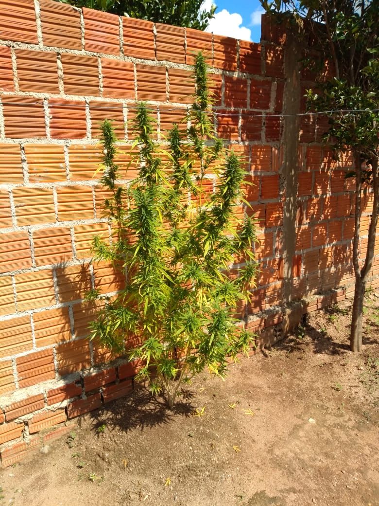 Jovem é preso com pé de maconha plantado em residência
