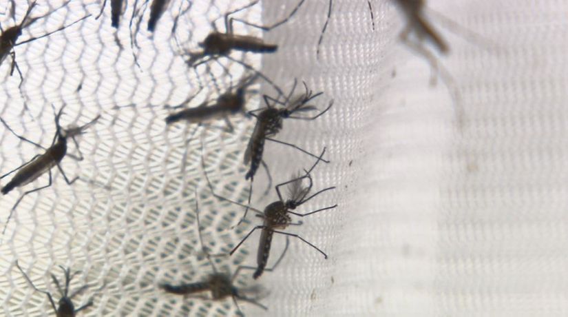 Unicamp cria fórmula para combater mosquito da dengue 