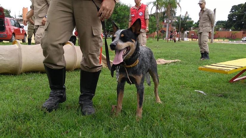 Mato Grosso estende tempo de apoio em Brumadinho com envio de nova equipe