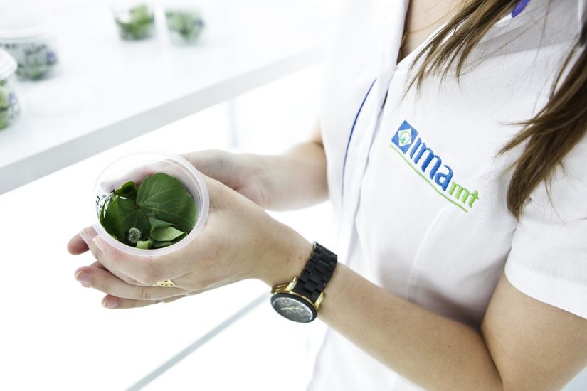 IMAmt vai destacar seis novas cultivares de algodão no 11° CBA