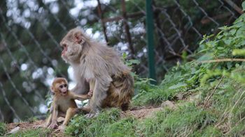 Vacina poderá entrar em fase clínica após testes em primatas