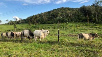 Sitiante é preso com 28 cabeças de gado furtadas de propriedade rural