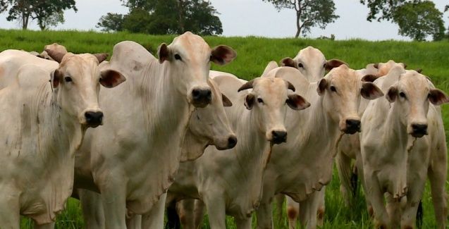 IMEA prevê ano “menos turbulento” para a bovinocultura Mato-Grossense