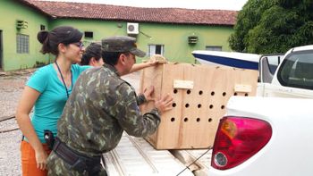 Filhote de onça-parda chega à associação de São Paulo