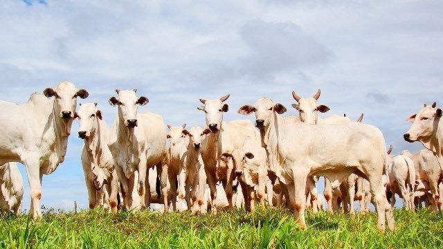 ICSM aponta que em todas as cidades de Mato Grosso há criação de bovinos