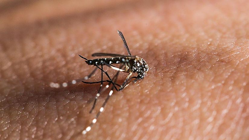 Rondonópolis consegue reduzir casos de dengue, zika e leishmaniose em humanos