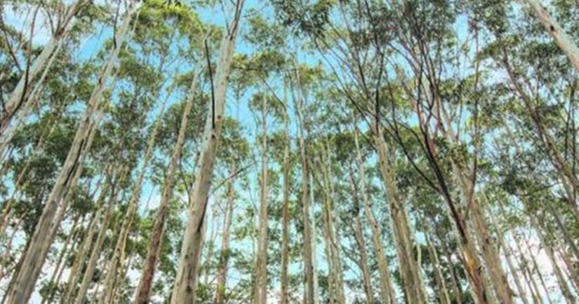 Araguaia Florestal acontece no próximo dia 22, indústria de celulose será o foco