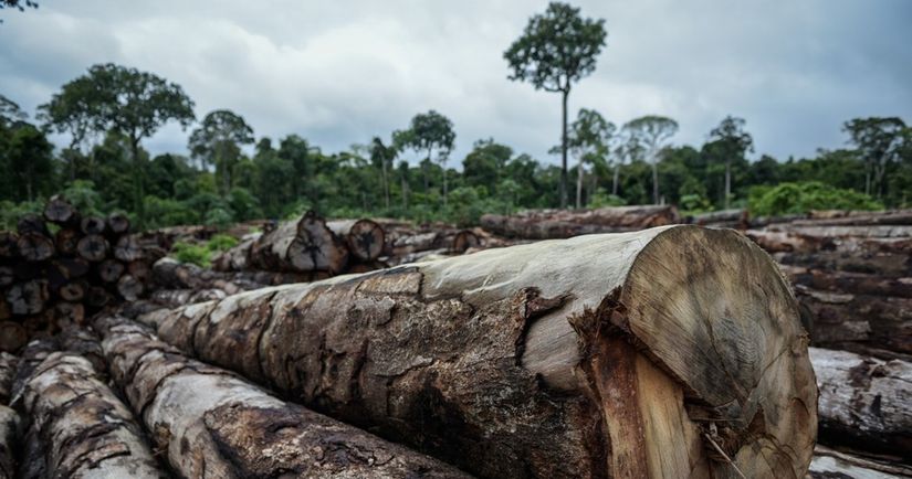 Terras públicas e áreas protegidas somam somam mais de 40% do desmatamento na Amazônia