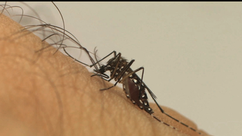 Em um ano, incidência da dengue no país aumenta 600%